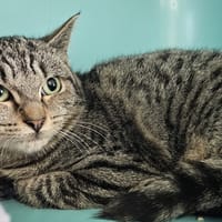 KAZOU, chatte à adopter
