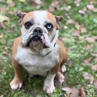 Ozalia CAA14385, chienne à adopter