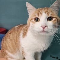 LUPIN, chat à adopter