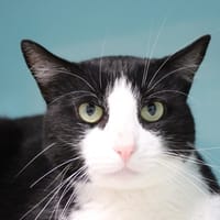 MUGGIE, chat à adopter