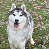 Nemo CAA14400, chien à adopter