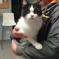 PANDOU, chat à adopter