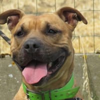 FENDI, chienne à adopter