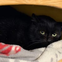 Woopy CAB4835, chat à adopter