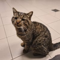 T'ibou, chat à adopter