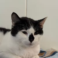 Bermudes, chat à adopter