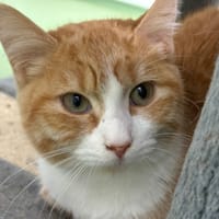Heggy, chatte à adopter