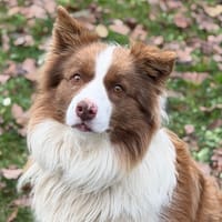 Uko CAA14406, chien à adopter