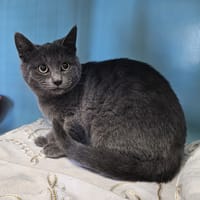 KITTY, chatte à adopter