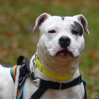 LAYKA, chienne à adopter