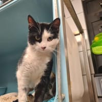 SAND, chatte à adopter