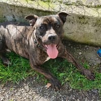 Spicy, chien à adopter