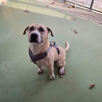 COSMOS, chien à adopter