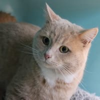 RICKY, chat à adopter