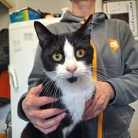 BIGOUDI, chat à adopter