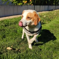 LAIT QCN, chien à adopter