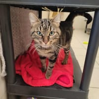 MOFFAT QCT, chat à adopter