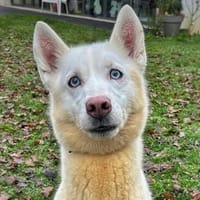 Only CAA14401, chienne à adopter