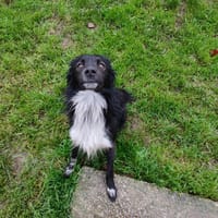 SKIWI QCN, chien à adopter