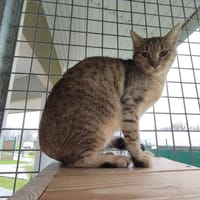 FABIA QCT, chatte à adopter
