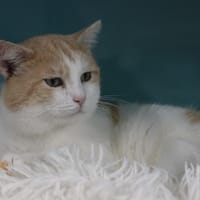 SAMY, chat à adopter