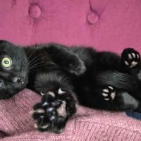 ZORA, chatte à adopter