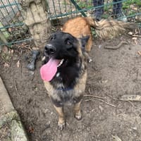 ATHENA, chienne à adopter