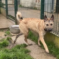 MAIKO, chien à adopter