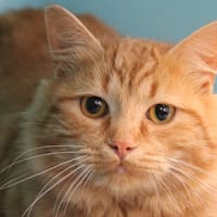 SEVEN, chat à adopter