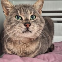 THOMAS, chat à adopter
