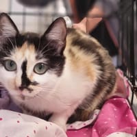 AMAZONE, chatte à adopter