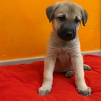 Joe, chien à adopter