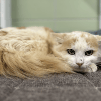 PUEBLO, chat à adopter