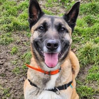 YUPA, chien à adopter