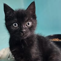 BERTOLD, chat à adopter