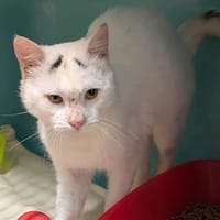 LITCHI, chat à adopter