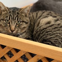 Véga CAB4914, chat à adopter