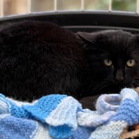 Méphisto CAB4912, chat à adopter