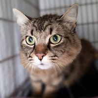 Eliot, chat à adopter