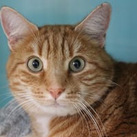 EDDY, chat à adopter