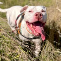 PERDITA, chienne à adopter