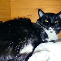 Malibu, chat à adopter