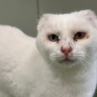 Ajax, chat à adopter