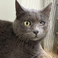 FARAH, chatte à adopter