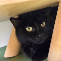 YONA, chatte à adopter