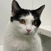 PEPITA, chatte à adopter
