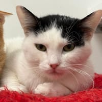 HAO, chat à adopter