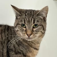 FREYJA, chatte à adopter