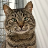 BOHEME, chat à adopter