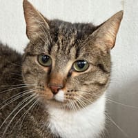 cyrano, chat à adopter